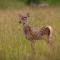 Lawers Luxury Glamping Pet Friendly Pod at Pitilie Pods