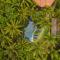 Butterfly House Bahia