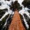 Sequoia Village