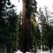 Sequoia Village