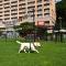 Sono Pet Clubs & Resorts Vivaldi Park - Hongcheon