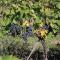 Tenuta Occhini