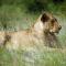Dream of Africa Bush Lodge