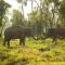 Anantara Golden Triangle Elephant Camp & Resort - Golden Triangle