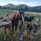 Holiday home with swimming pool, donkeys and horses - Vrlika