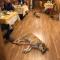 Alpine Touring Hotel-petfriendly