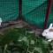 NIDHIVANA FARMS & RESORT, bakrebail-salethoor rd, Mangalore