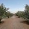 Alreef farm - رأس الخيمة