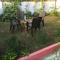Vamoose Cherie Homestay