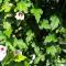 Holiday home in Siofok - Balaton 19830