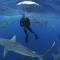 Dolphin View Self Catering - Scottburgh