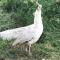 Y Twlc Mochyn - EcoFriendly - Farm Animals - 科文