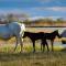 Rêves d'Ô en Camargue, clim réversible, parc naturel - 沃韦尔