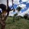 Oldonyo Orok Lodge - Kajiado