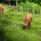 Glamping - Hayrack Vesel
