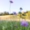 Glamping - Hayrack Vesel