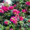ROYAL MEADOWS - IGATPURI Bungalow C