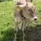 Ferienwohnungen Brunner