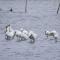 Water Bird Family - Toucheng