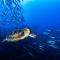 Sanctum Una Una Eco Dive Resort - Pulau Unauna