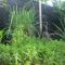 Elevated Tropical House - Casuarina