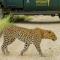 Impodimo Game Lodge