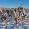 Foto: Laukkala Cottages Reindeers & Husky 14/17