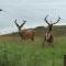 The Lambing Shed - Dunvegan