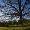 La Casina della Quercia, Your Tuscan Oak Tree House