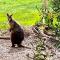 Phillip Island Nature Resort Villas