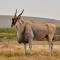 De Hoop Collection - Opstal Houses - De Hoop Nature Reserve