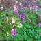 Holiday Home Oleander