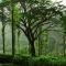 Parisons Plantation Experiences by Abad