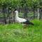 Pension & Weingut Storchenblick