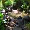 Mindo Eco Chalet, Rio y Cascadas