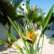 Nissini Blanco, 3 bedroom villa with private pool, 5 min to the beach
