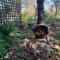 Quail Farm, Colonial charm