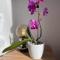 Apartman & rooms Draga