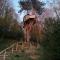 SHERWOOD TREE