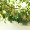 The Little Olive Quinta