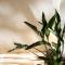 Jeri Suites accommodation