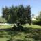 Charming Villa in Pisa with terrace and shared pool.