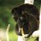 Gamboa Rainforest Reserve