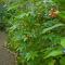 Gamboa Rainforest Reserve