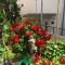 Center town apartment Lipa Mala