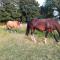 Farm accommodation - The Lizard Peninsula, Cornwall - 赫尔斯顿