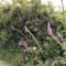 Farm accommodation - The Lizard Peninsula, Cornwall - 赫尔斯顿