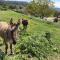 Bastide Bellugue Maison dhôtes réseau Bienvenue à La Ferme à 3 minutes de Lourmarin