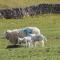 Shepherds Retreat