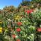 Madeira Sunset Cottage - Nature Retreat - Lombada Velha